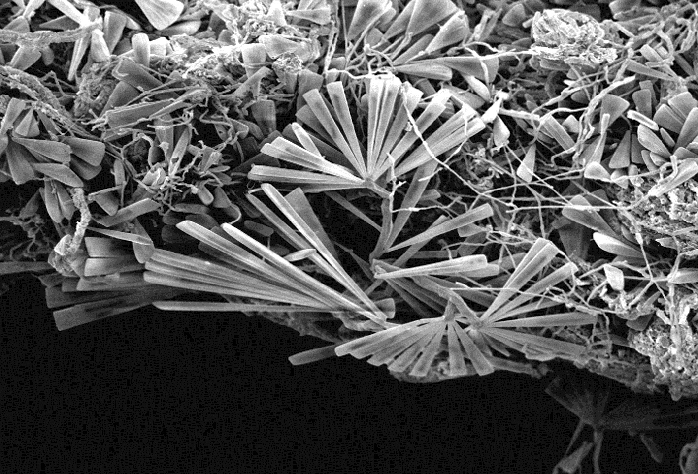 diatomee epibionti sull'idroide Eudendrium racemosum: sono visibili colonie di Licmophora spp. che formano una foresta in miniatura colonizzando tutta la superficie disponibile